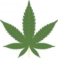 marijuana