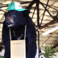 cocaine-bear