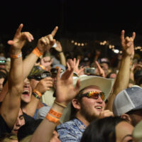 wild-hare-crowd