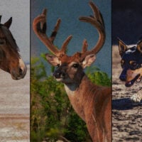 turnpike-troubadours-the-price-of-admission